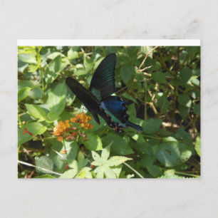 Frack-Schmetterling Postkarte