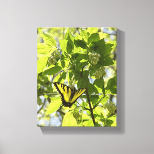 Frack Schmetterling Stretched Canvas Print Leinwanddruck