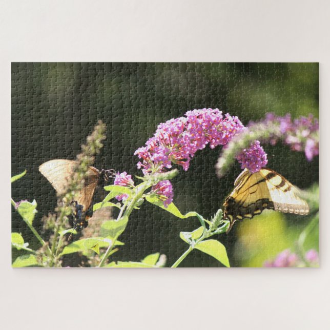 Frack Schmetterlinge Schwarz und Gelb (Horizontal)