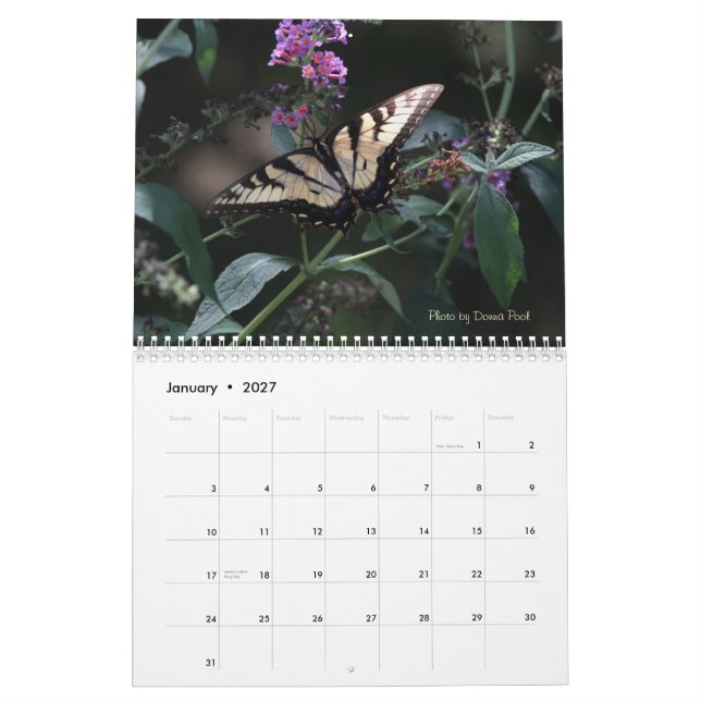 Frack-Schmetterlings-Kalender Kalender (Jan 2027)
