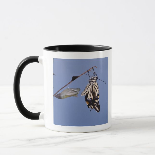 Frackschmetterling nach Metamorphose Tasse (Links)