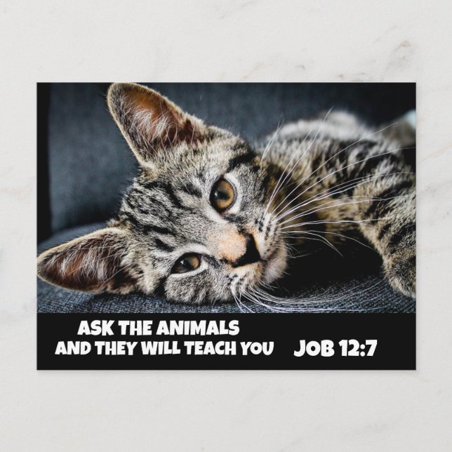 FRAG DER NIEDLICHEN TIERE, TABBY CAT BIBLE Postkar Postkarte (Vorderseite)