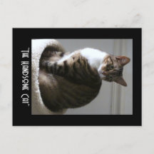Frag die gut aussehende Katze Postkarte