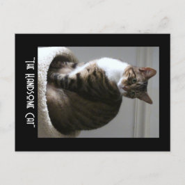 Frag die gut aussehende Katze Postkarte