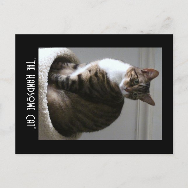 Frag die gut aussehende Katze Postkarte (Vorderseite)