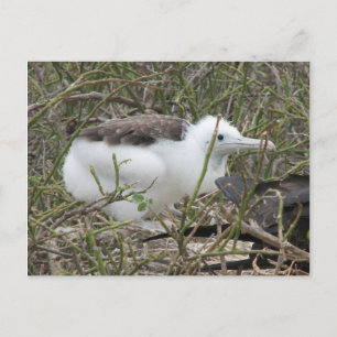 Fragata (Frigvogel), Isla Seymour, Galapa Postkarte