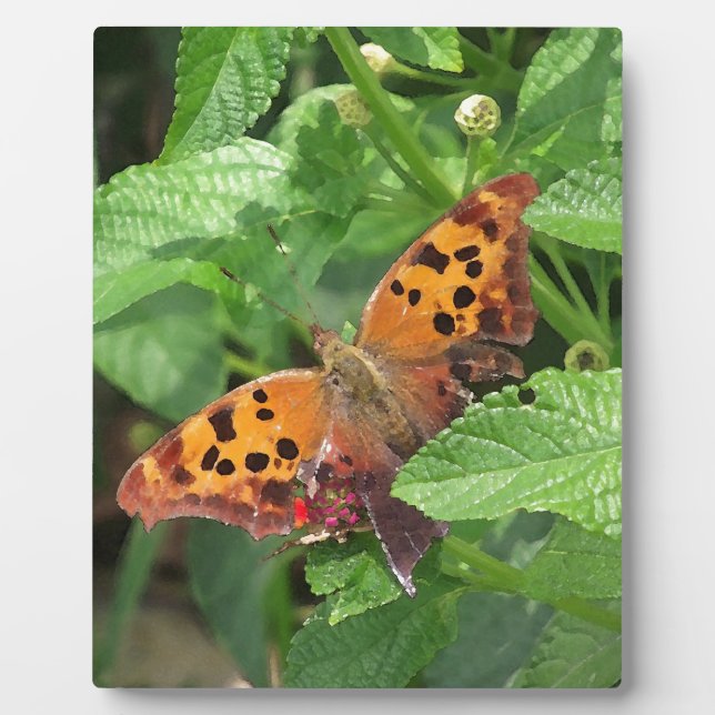 Frage Mark Butterfly über Lantana Fotoplatte (Vorderseite)
