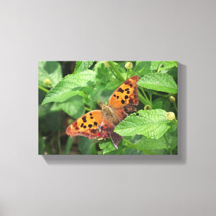Frage Mark Butterfly über Lantana Wrapped Canvas Leinwanddruck