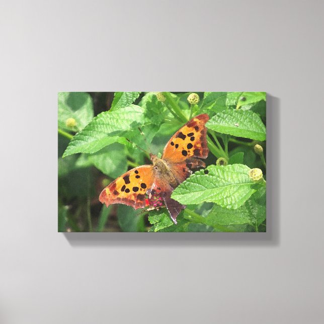 Frage Mark Butterfly über Lantana Wrapped Canvas Leinwanddruck (Vorderseite)
