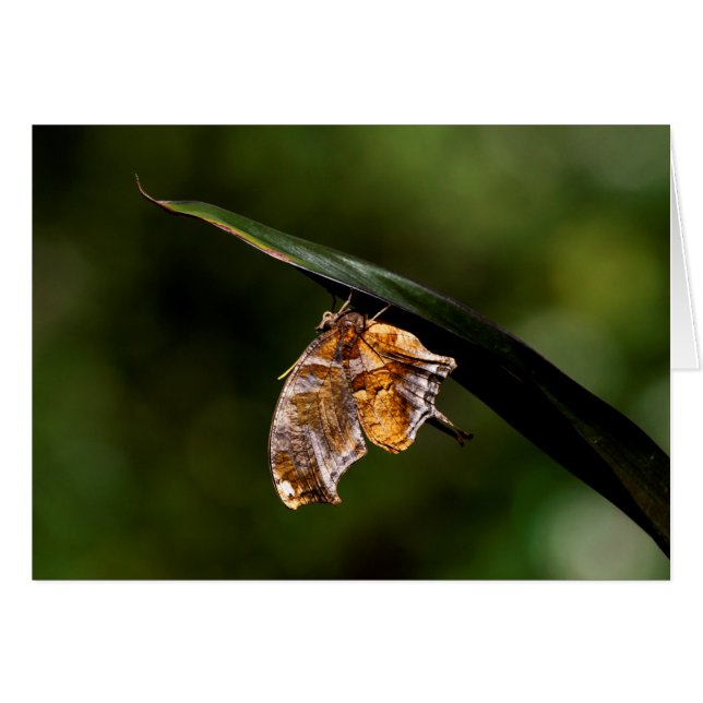 Fragezeichen-Schmetterling (Vorderseite (Horizontal))