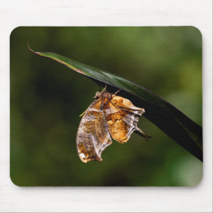 Fragezeichen-Schmetterling Mousepad
