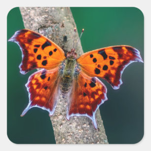 Fragezeichen-Schmetterlings-Aufkleber Quadratischer Aufkleber
