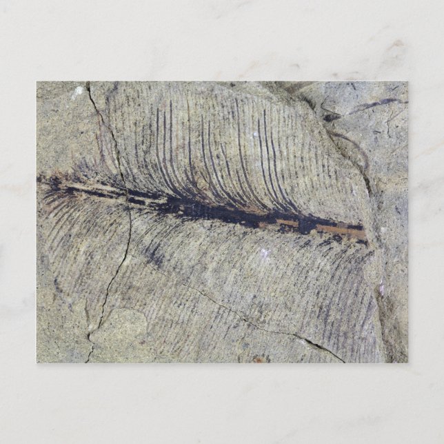 Fragile Fossile Pflanze Leaf Postkarte (Vorderseite)
