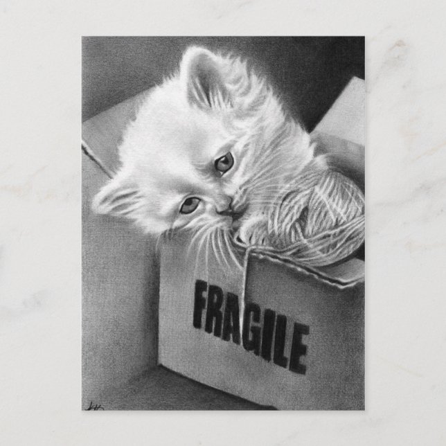 Fragile Kitty Box Postkarte (Vorderseite)