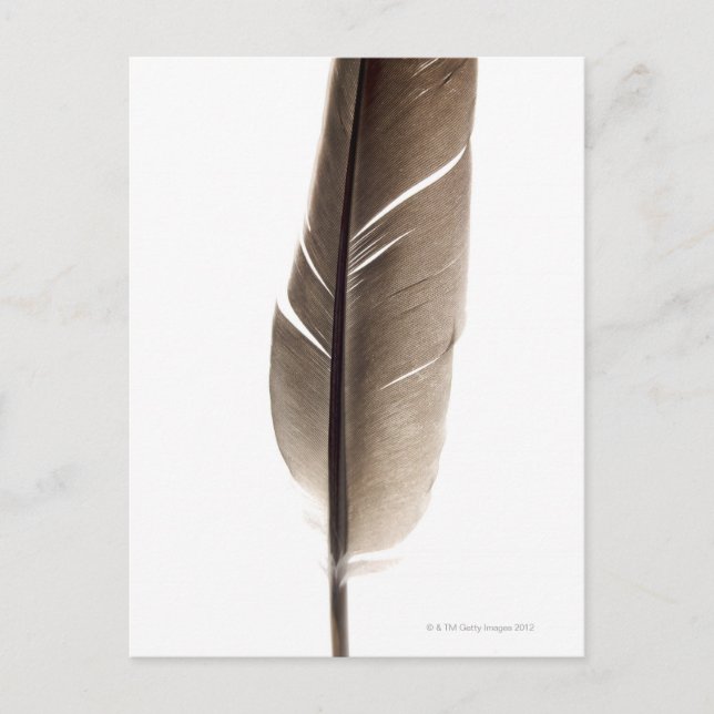 Fragile weiße Feder Postkarte (Vorderseite)