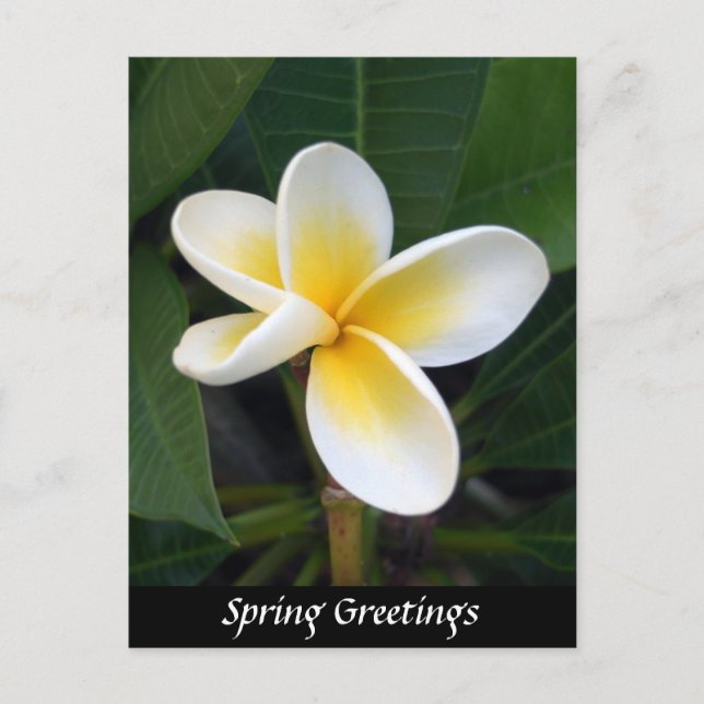 Fragipani-Blume, Frühjahrsgrüße, Natur Postkarte (Vorderseite)