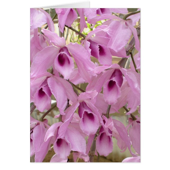 Fragrant Fairies (Vorne)