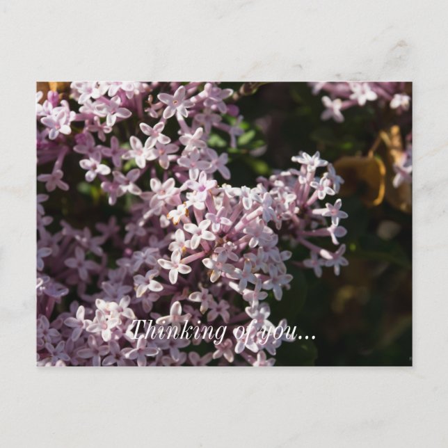 Fragrant Lilac denken Sie an Ihre Postkarte (Vorderseite)