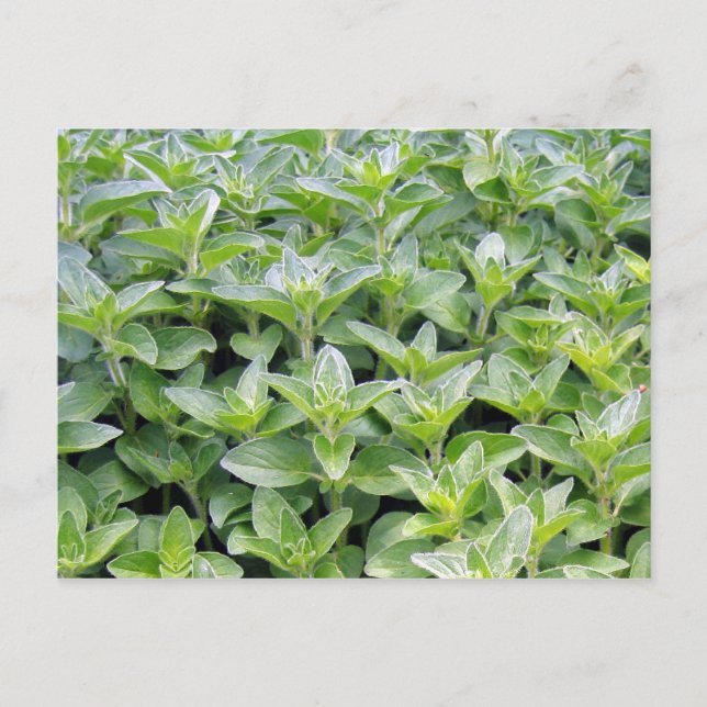 Fragrant Oregano Postkarte (Vorderseite)