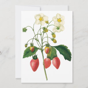 Fraises de baies vintages par Redoute Invitation