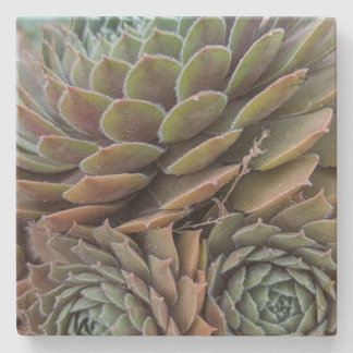 Fraktal Succulents Steinuntersetzer