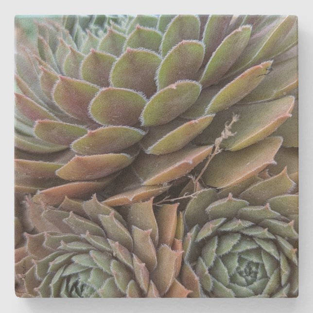 Fraktal Succulents Steinuntersetzer (Vorderseite)