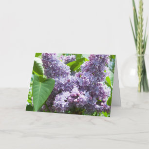 Français Lilac Get Well Card Modèle