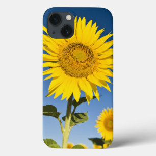 France, Provence, Valensole. Sunflowers stand title_seo2
