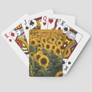 France, Vaucluse, sunflowers field Spielkarten