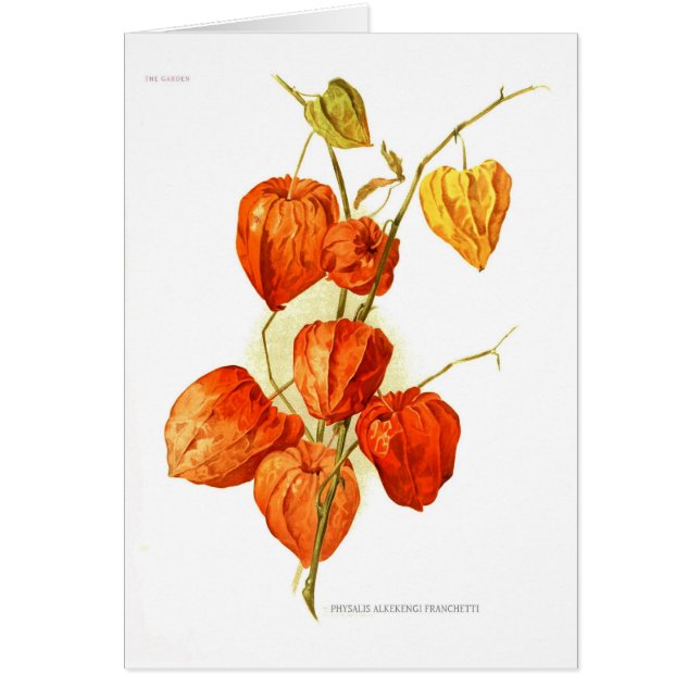 Franchetti d'alkekengi de Physalis (Devant)