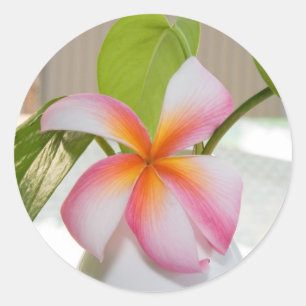 Frangi Panni Runder Aufkleber