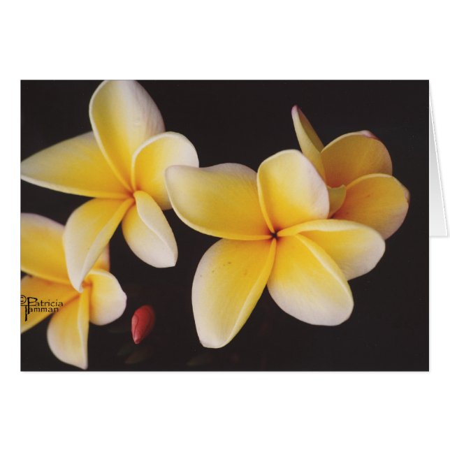 Frangipani (Vorderseite (Horizontal))