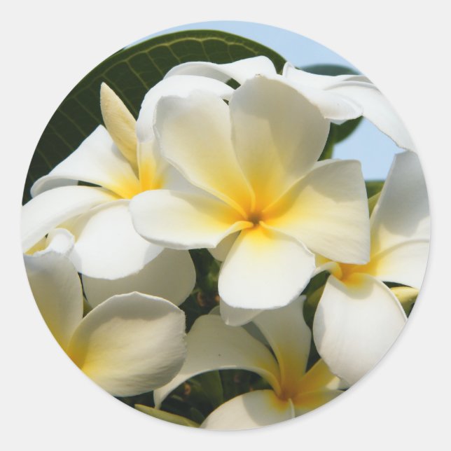 Frangipani Bliss Runder Aufkleber (Vorderseite)