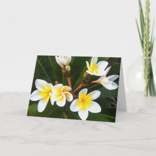 Frangipani Blossom Cluster Artistic Style Karte