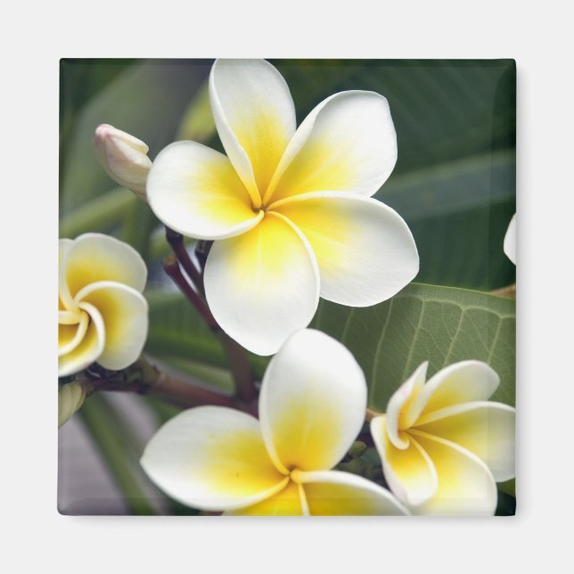 Frangipani Blume Cook Islands Magnet (Vorne)