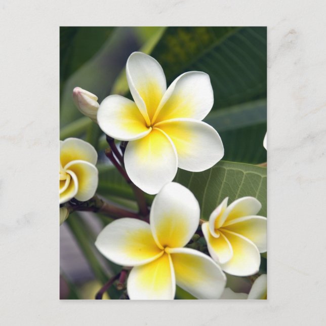 Frangipani Blume Cook Islands Postkarte (Vorderseite)