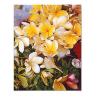 Frangipani Blume Foto Print