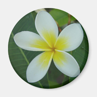 Frangipani Blume Magnet