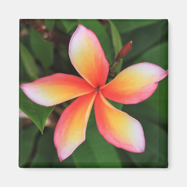 Frangipani Blume Magnet (Vorne)