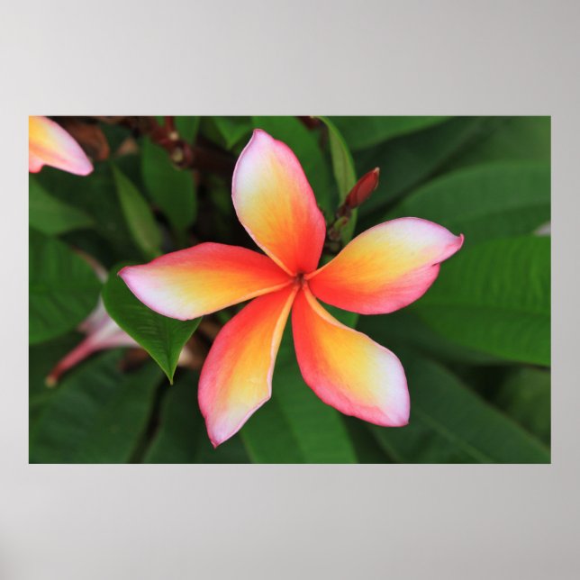 Frangipani Blume Poster (Vorne)
