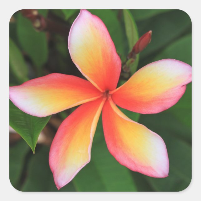 Frangipani Blume Quadratischer Aufkleber (Vorderseite)