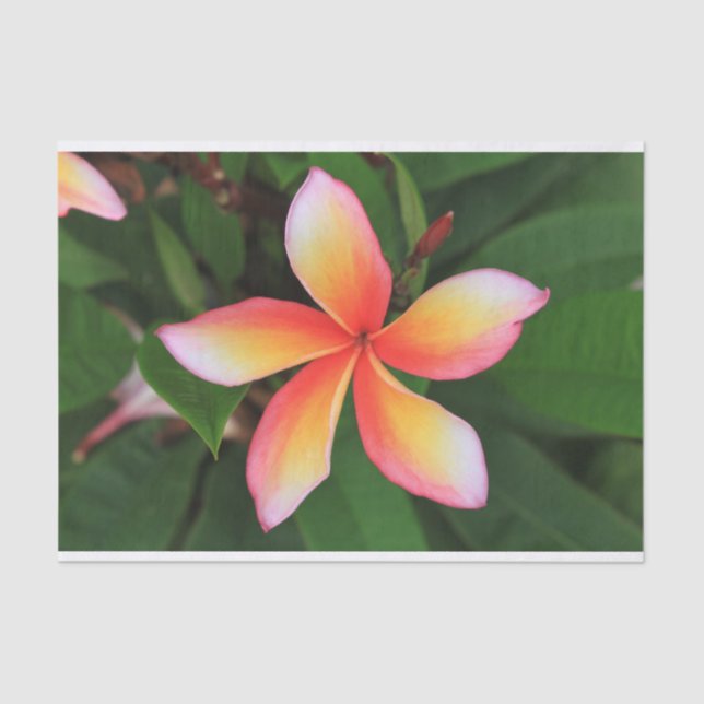 Frangipani Blume Seidenpapier (Vorderseite)