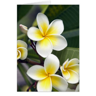 Frangipani-Blüte Cookinseln
