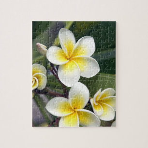 Frangipani-Blüte Cookinseln