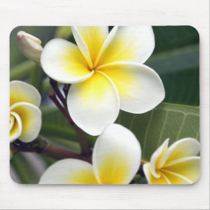 Frangipani-Blüte Cookinseln Mousepad