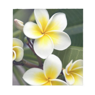 Frangipani-Blüte Cookinseln Notizblock