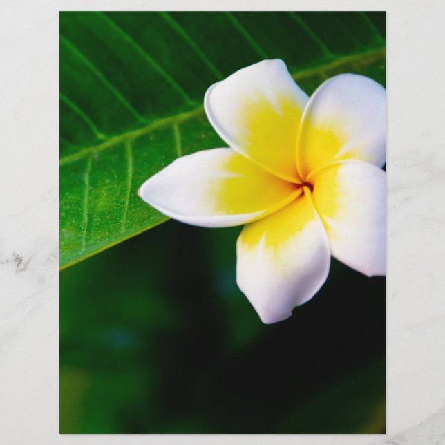 Frangipani Flyer (Vorne)