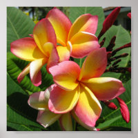 Frangipani Foto Print, Value Poster Paper (Matte)
