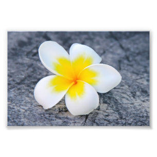 Frangipani Fotodruck
