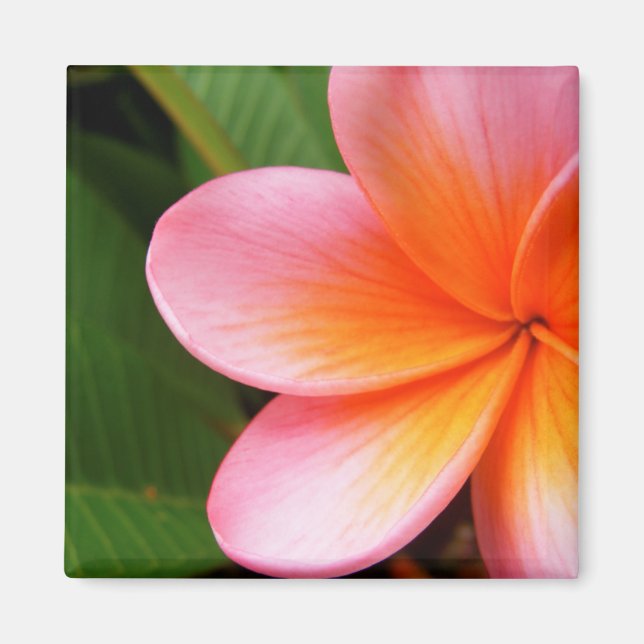 Frangipani Magnet (Vorne)